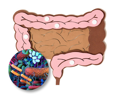 Gut health testing